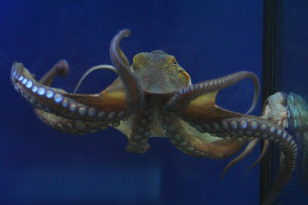 Kraken даркнет gigageek ru